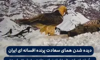 فیلم دیده شدن همای‌ سعادت پرنده ی افسانه ای ایران