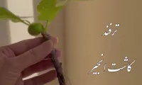 فیلم آموزش کاشت درخت انجیر در گلدان خانه و حیاط